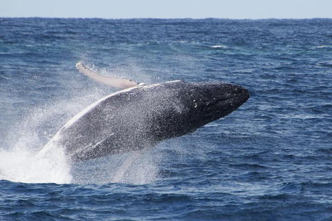 Whale Watching By Sea World Cruises - Sunshine Coast Guide 0