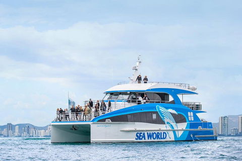 Whale Watching By Sea World Cruises - Sunshine Coast Guide 3