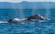 Whale Watching By Sea World Cruises - thumb 4