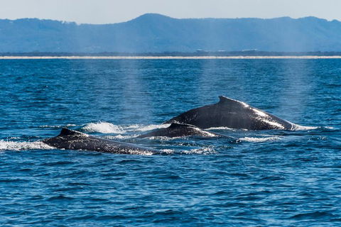 Whale Watching By Sea World Cruises - Sunshine Coast Guide 4