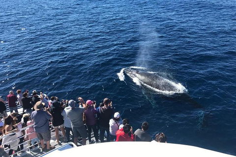 Whale Watching By Sea World Cruises - Sunshine Coast Guide 5