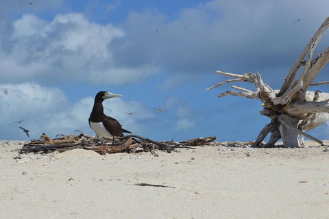 Seastar Luxury Outer Great Barrier Reef Island And Reef Tour From Cairns - Sunshine Coast Guide 1