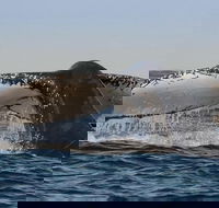 Sydney Whale-Watching Cruise Including Lunch or Breakfast - Sunshine Coast Guide