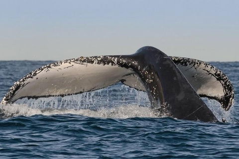 Sydney Whale-Watching Cruise Including Lunch Or Breakfast - Sunshine Coast Guide 0
