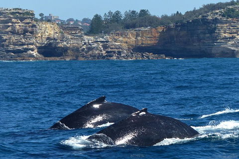 Sydney Whale-Watching Cruise Including Lunch Or Breakfast - Sunshine Coast Guide 2