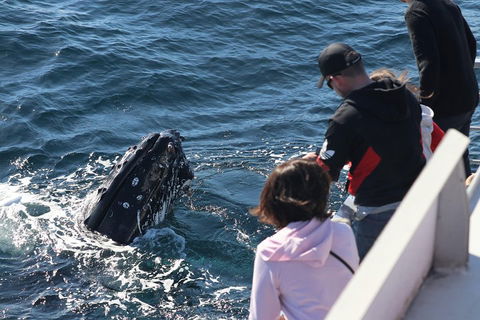 Sydney Whale-Watching Cruise Including Lunch Or Breakfast - Sunshine Coast Guide 5