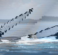 Hervey Bay Whale Watching Cruise - Sunshine Coast Guide