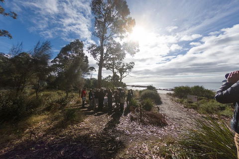 Bruny Island Day Tour, Includes Lunch And Exclusive Lighthouse Tour - Sunshine Coast Guide 5