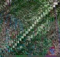 Atherton Tablelands Rain Forest by Night from Cairns