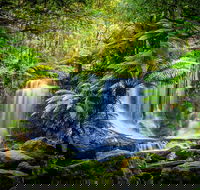 Day Tour in Mt. Field Mt. Wellington Bonorong Wildlife Sanctuary and Richmond - Sunshine Coast Guide