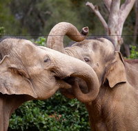Melbourne Zoo General Entry Ticket - Sunshine Coast Guide