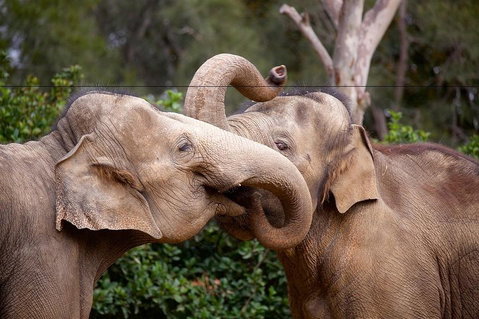 Melbourne Zoo General Entry Ticket - Sunshine Coast Guide 0