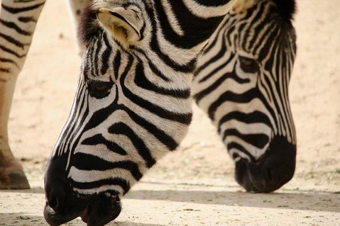 Melbourne Zoo General Entry Ticket - Sunshine Coast Guide 1