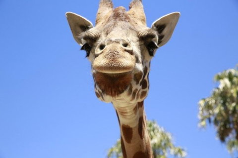 Melbourne Zoo General Entry Ticket - Sunshine Coast Guide 2