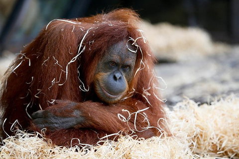 Melbourne Zoo General Entry Ticket - Sunshine Coast Guide 3
