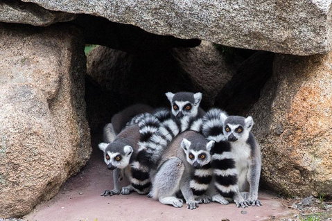 Melbourne Zoo General Entry Ticket - Sunshine Coast Guide 4