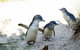 Melbourne Zoo General Entry Ticket - thumb 5