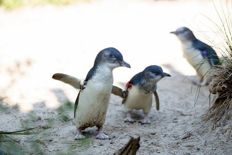 Melbourne Zoo General Entry Ticket - Sunshine Coast Guide 5