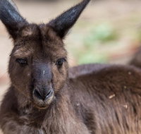 Australian Wildlife Tour at Melbourne Zoo Ticket - Sunshine Coast Guide