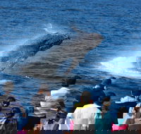 Tangalooma Island Resort Whale Watching Day Cruise - Sunshine Coast Guide