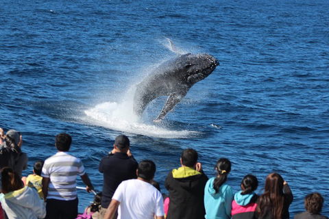Tangalooma Island Resort Whale Watching Day Cruise - Sunshine Coast Guide 0