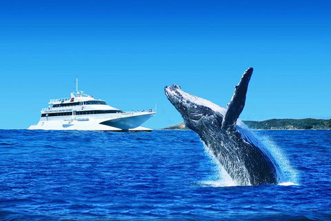 Tangalooma Island Resort Whale Watching Day Cruise - Sunshine Coast Guide 1