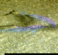 Tangalooma Island Resort Whale Watching Day Cruise with Dolphin Viewing - Sunshine Coast Guide