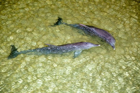 Tangalooma Island Resort Whale Watching Day Cruise With Dolphin Viewing - Sunshine Coast Guide 0