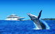 Tangalooma Island Resort Whale Watching Day Cruise With Dolphin Viewing - thumb 2