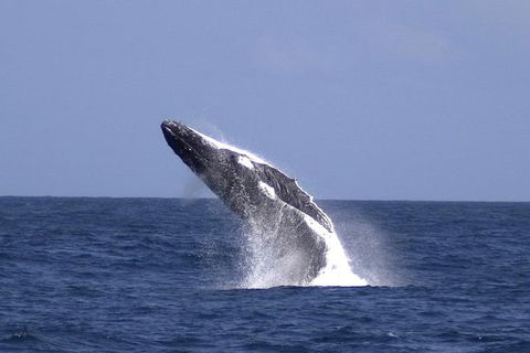 Tangalooma Island Resort Whale Watching Day Cruise With Dolphin Viewing - Sunshine Coast Guide 4