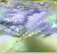 Tangalooma Island Resort Whale Watching Day Cruise with Dolphin Feeding - Sunshine Coast Guide