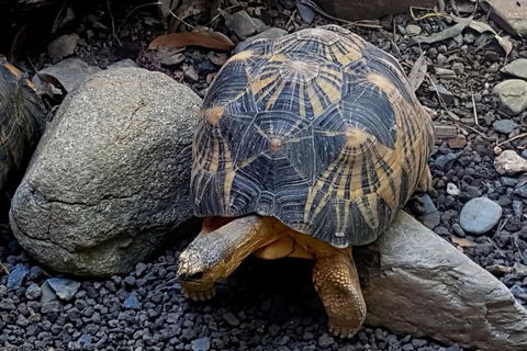 Hartley's Crocodile Adventures General Entry Ticket - Sunshine Coast Guide 2