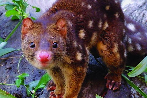 Hartley's Crocodile Adventures General Entry Ticket - Sunshine Coast Guide 4