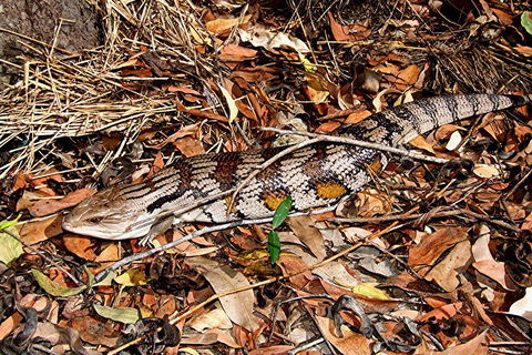 Hartley's Crocodile Adventures General Entry Ticket - Sunshine Coast Guide 5