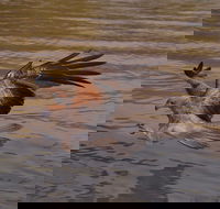 Litchfield and Jumping Crocodiles Full Day Trip from Darwin - Sunshine Coast Guide