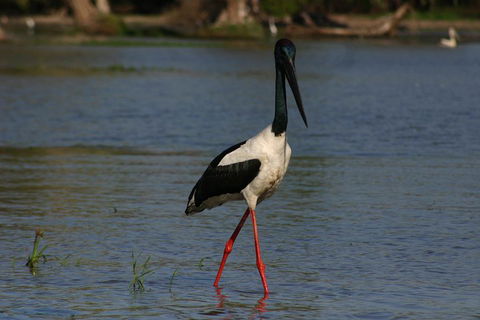 Litchfield And Jumping Crocodiles Full Day Trip From Darwin - Sunshine Coast Guide 1