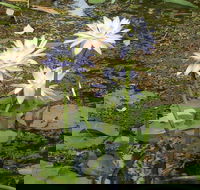 Yellow Water Cruise - Kakadu - Sunshine Coast Guide