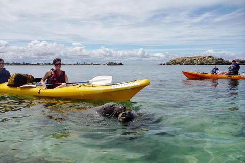 Seal Island And Penguin Island Or Point Peron Sea Kayak Tour - Sunshine Coast Guide 0