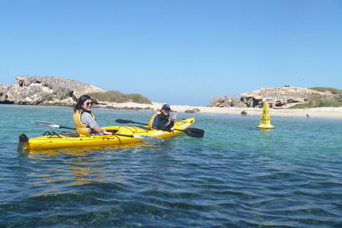 Seal Island And Penguin Island Or Point Peron Sea Kayak Tour - Sunshine Coast Guide 3