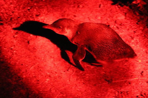 Small-Group Kangaroo Island 4WD Night Tour - Sunshine Coast Guide 0