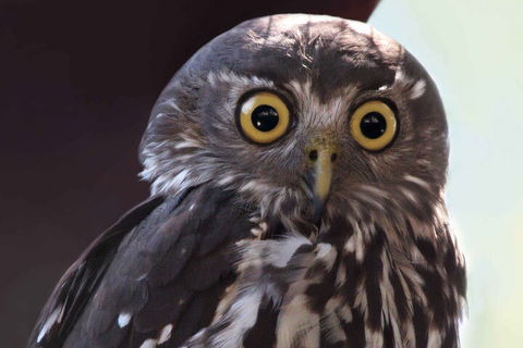 Small-Group Kangaroo Island 4WD Night Tour - Sunshine Coast Guide 4