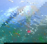 Manly Snorkel Trip and Nature Walk with Local Guide - Sunshine Coast Guide