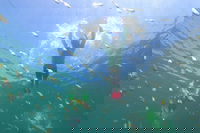 Manly Snorkel Trip and Nature Walk with Local Guide, Sydney