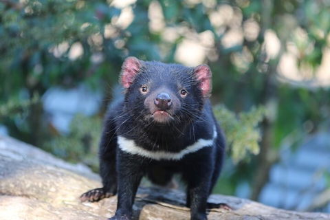 1-Hour Tasmanian Devil Feeding Day Tour At Cradle Mountain - Sunshine Coast Guide 1
