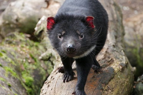 1-Hour Tasmanian Devil Feeding Day Tour At Cradle Mountain - Sunshine Coast Guide 4