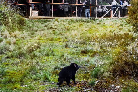 1-Hour Tasmanian Devil Feeding Day Tour At Cradle Mountain - Sunshine Coast Guide 5