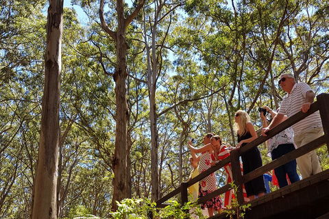 The All About Margaret River Tour: Wine, Coffee, Lunch And Forest - Sunshine Coast Guide 3