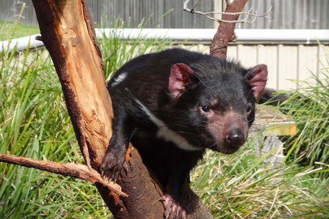 Tasmania 4 Day East Coast + Launceston - Sunshine Coast Guide 2