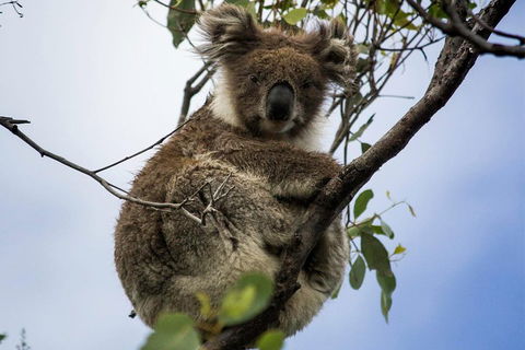 Phillip Island And French Island Wildlife Expedition - Sunshine Coast Guide 3