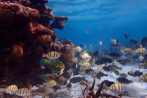 Lagoon Explorer - Ningaloo Reef Full-Day Kayaking And Snorkeling Adventure - Sunshine Coast Guide 2